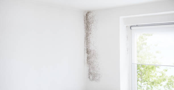 Mold Remediation for Rental Properties